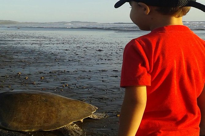 Turtle Tour Near Samara Beach - Reviews From Past Participants