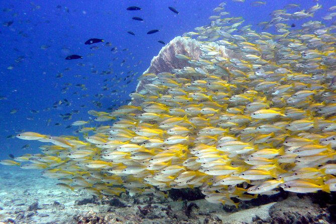 Two Fun Dives With Certified Divers on Phi Phi Island - Health and Safety Guidelines