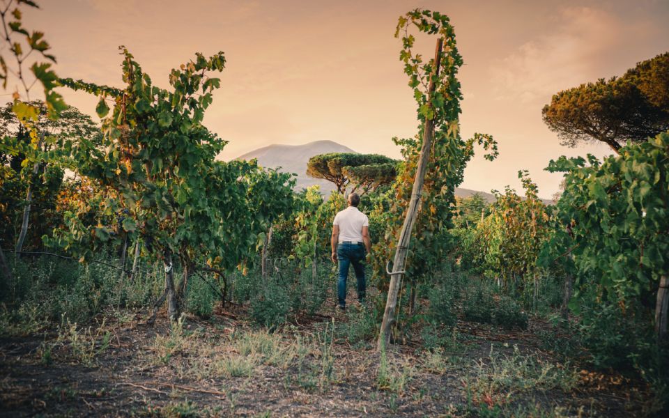 Vesuvio National Park: Wine Tasting & Tour With Light Lunch - Exploring the Vineyards