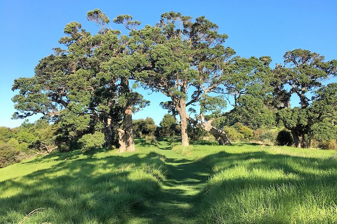 Waiheke Island Bush & Beach Walk - Preparation for Your Walk