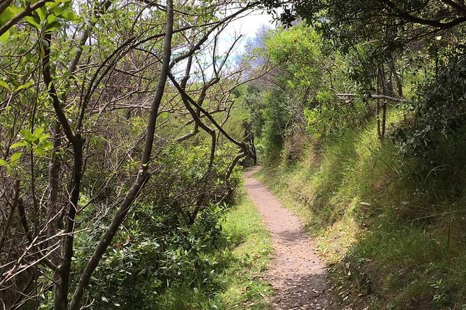 Waiheke Island Vineyards and Bush Walk - Meeting Points and Logistics