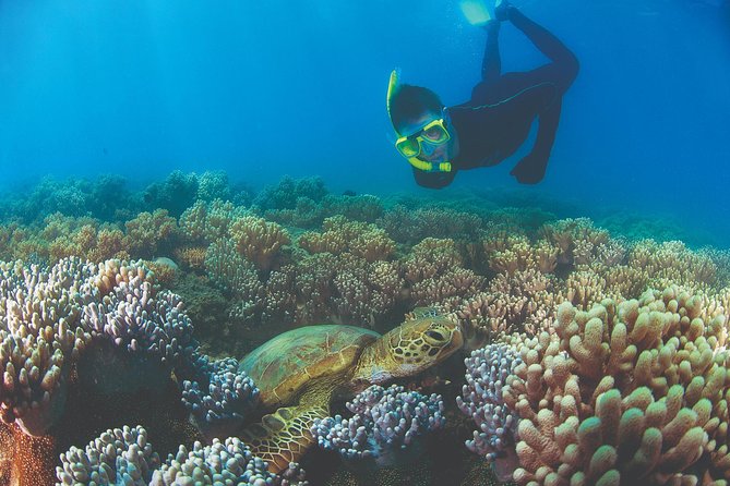 Wavedancer Low Isles Great Barrier Reef Sailing Cruise - Snorkeling Experience