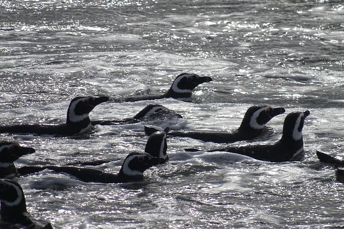 Whale and Glacier Watching From Punta Arenas Francisco Coloane Park - Tips for a Memorable Adventure