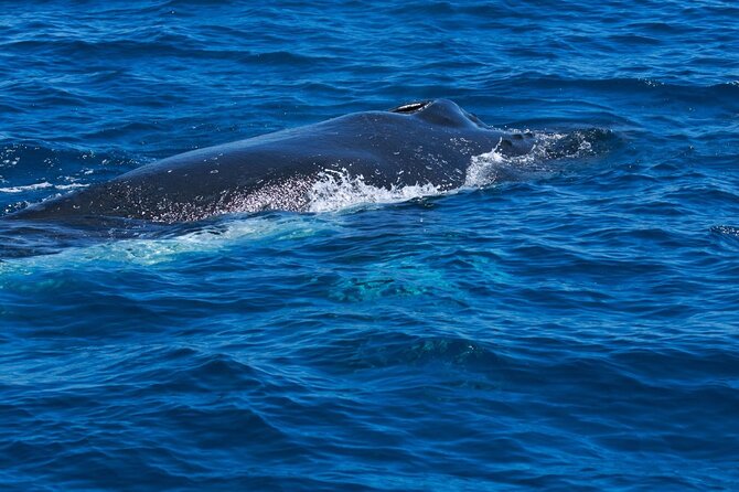 Whale Watching Busselton - Customer Experiences and Reviews