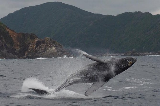 Whale Watching From Maalaea Harbor - Tour Logistics and Details