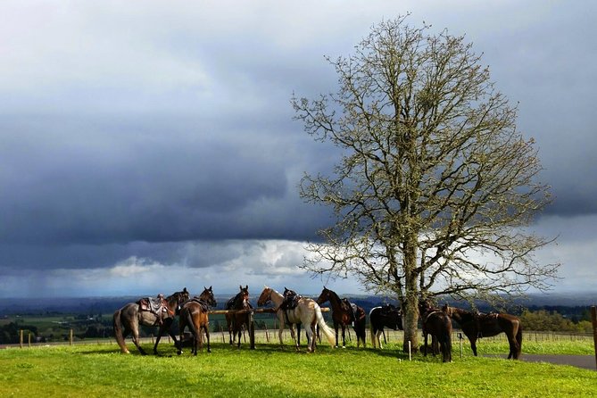 Willamette Valley Wine Tour From Portland (Tasting Fees Included) - Scenic Route to the Vineyards