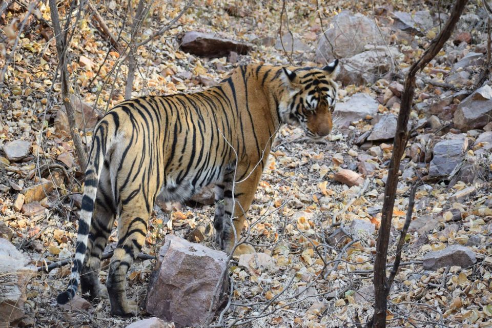 1 Night 2 Days Ranthambhore WildLife Tour From Jaipur - Safari Experience