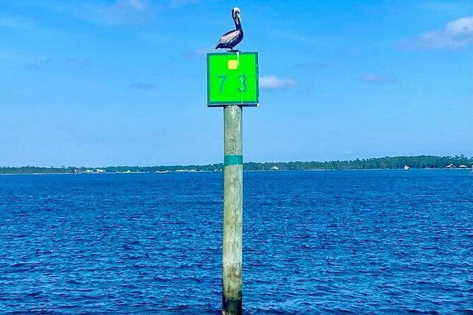 2-Hour Dolphin and Nature Eco Tour From Orange Beach - Inclusions and Amenities