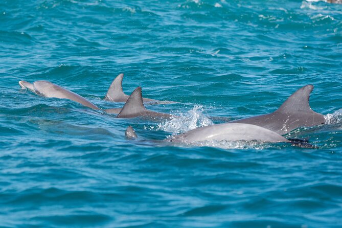 2-Hour Guided Whale Watching Tour at Noosa - Health and Safety Guidelines
