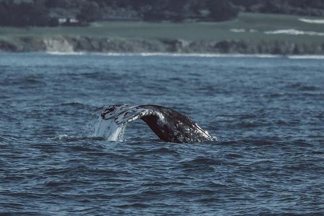 3-Hour Monterey Bay Winter Whale-Watching Tour - Safety Guidelines