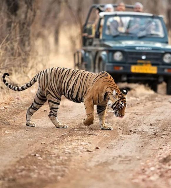 5 Days Delhi Agra Jaipur Private Tour With Leopard Safari - Unique Safari Experience