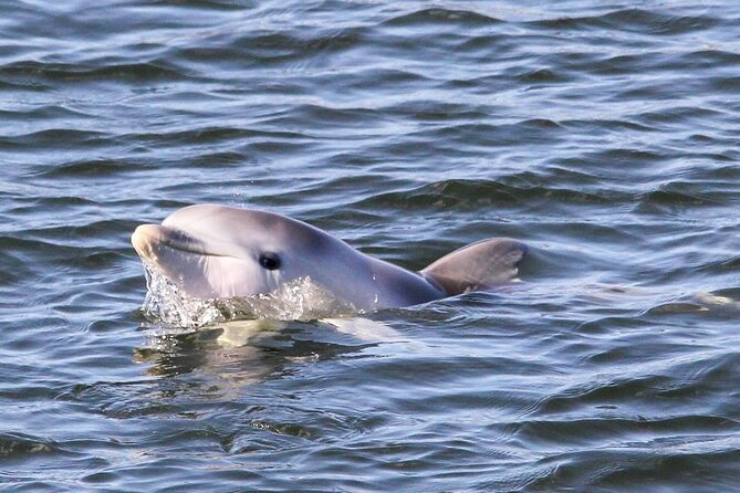 Adelaide Dolphin Sanctuary and Ships Graveyard Kayak Tour - Meeting Point Details