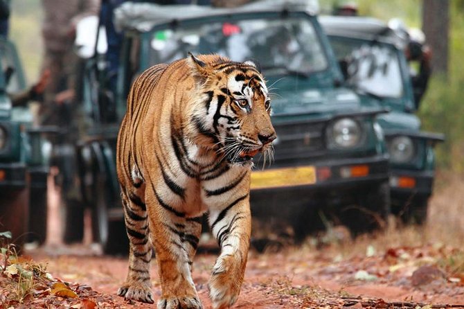 Adventures Ranthambore Wildlife Safari Tour From Delhi With Safari Rides - Important Guidelines and Policies