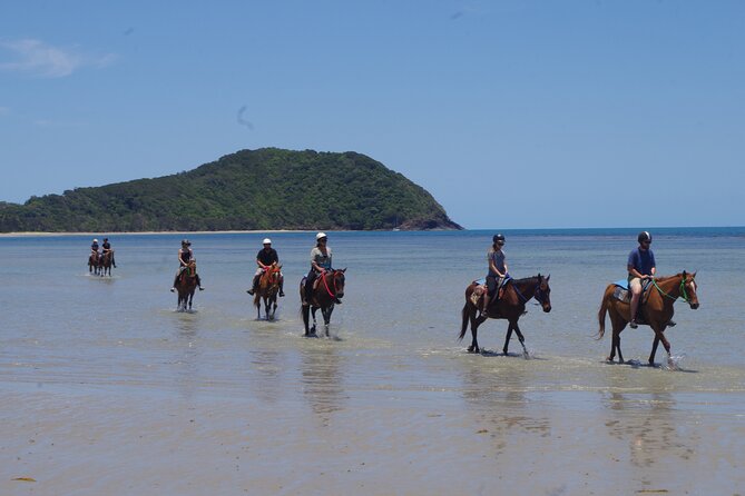 Afternoon Beach Horse Ride in Cape Tribulation - Customer Experiences