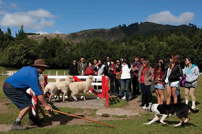 Agrodome Farm Experience Including Farm Show and Farm Tour - Rotorua - Accessibility Information