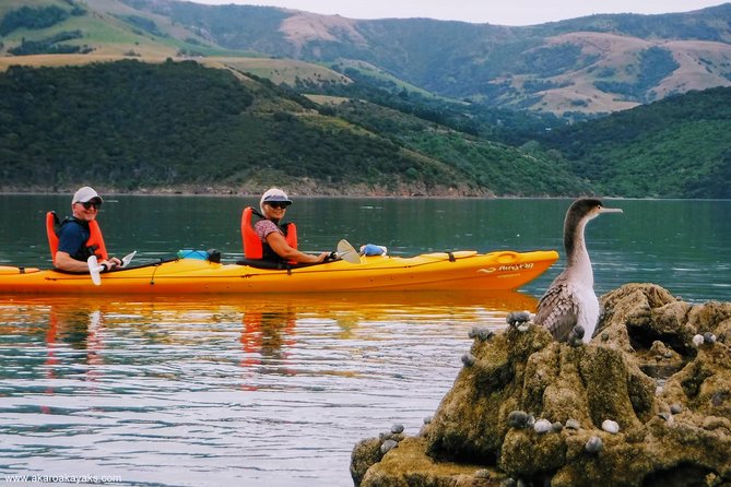 Akaroa Day Trip From Lyttelton Port - Return Shuttle + Sea Kayak or Ebike Tour - Health and Safety Information