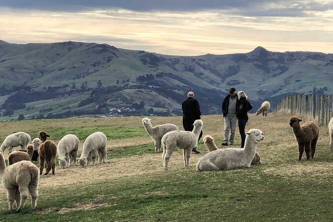 Akaroa Eco-Safari With Alpaca Farm Tour and Wine Tasting - Wine Tasting Experience