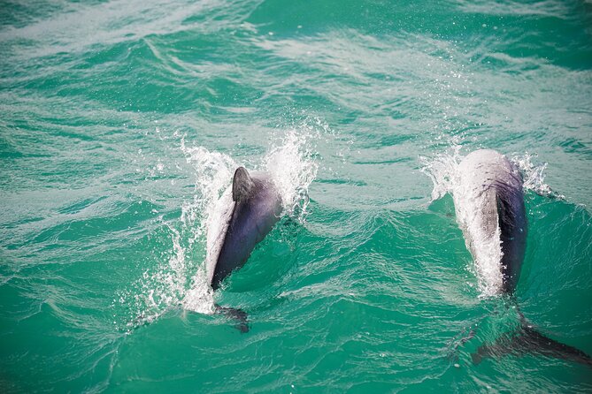 Akaroa Private Day Tour From Christchurch (Carbon Neutral) - Customer Reviews