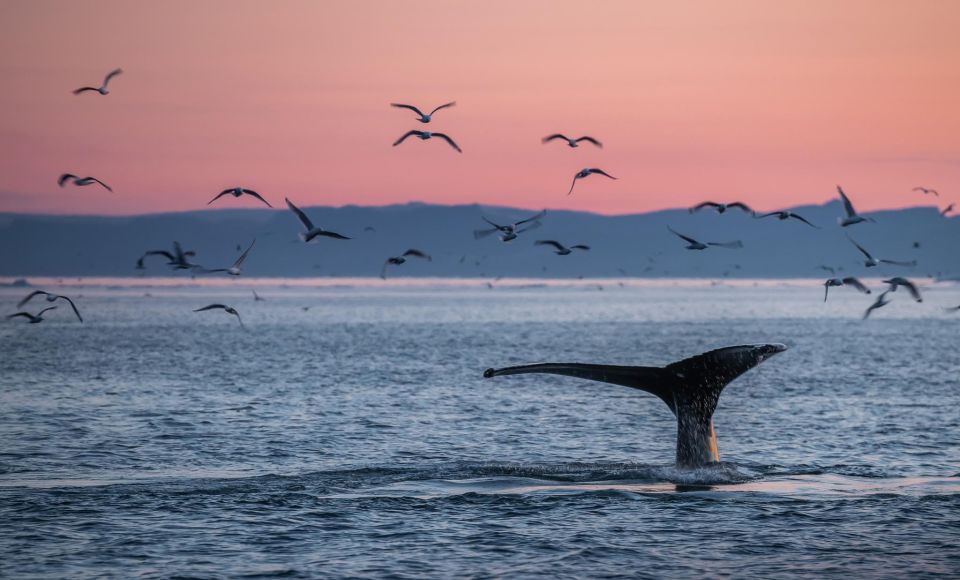 Akureyri: Arctic Coastline & Whale Watching - Whale Watching Experience