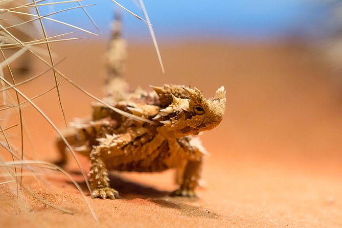 Alice Springs Desert Park General Entry Ticket - Facilities and Amenities