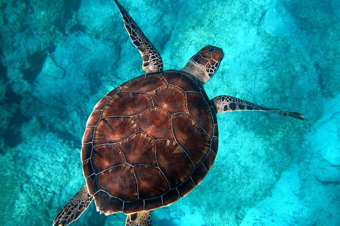 All-Inclusive Dolphin & Tangalooma Wrecks Day Cruise Brisbane - Food and Beverage Options