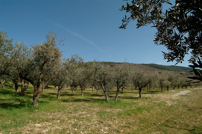 Apprentice Olive Oil Taster for a Day! - Olive Oil Tasting Techniques