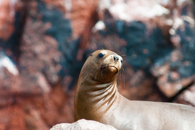 Ballestas Islands Group Tour From San Martin Port - Accessibility and Recommendations