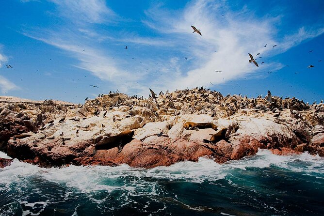 Ballestas Islands & National Reserve of Paracas From Ica - Pickup and Meeting Points