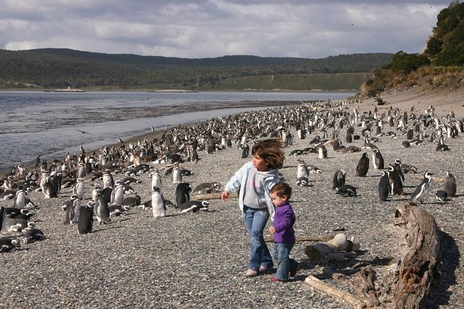 Beagle Channel to Martillo Island and Walk Among Penguins - Accessibility and Limitations