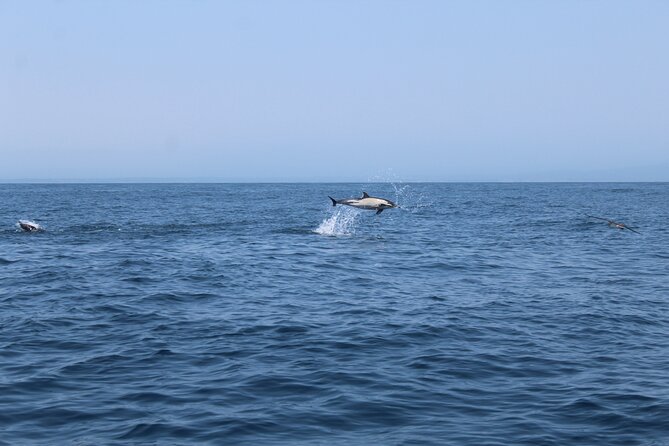 Benagil Caves and Dolphins Tour - Salema Beach - Participant Guidelines