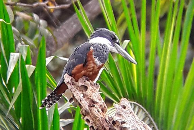 Birding in the Rainforest - Guided Tour Experience