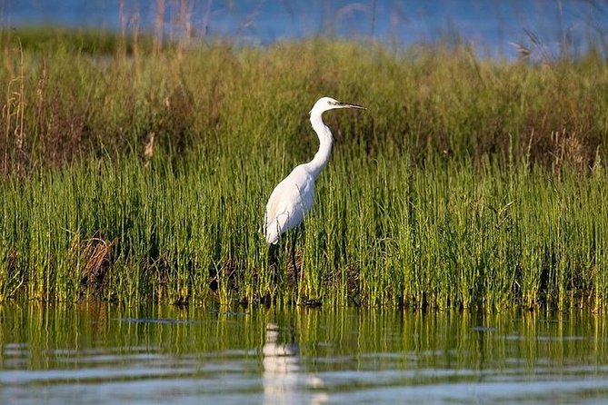 Birdwatching by Boat in a Small Group in the Pialassa Baiona - Meeting Point Information