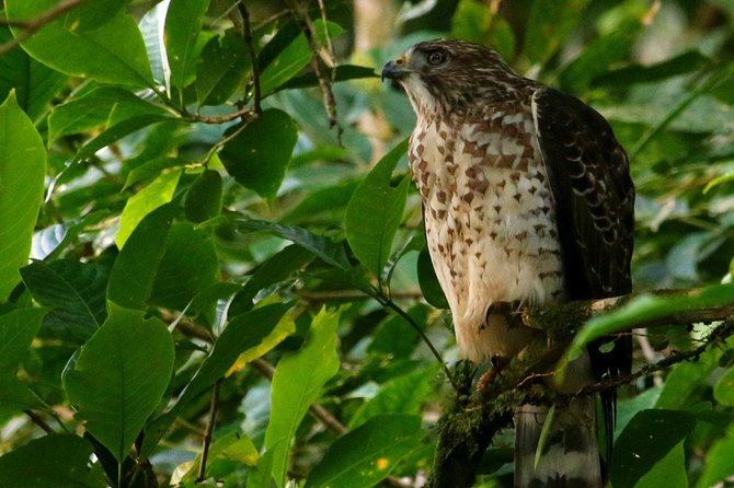 Birdwatching Tour at Mistico Park - Safety Considerations