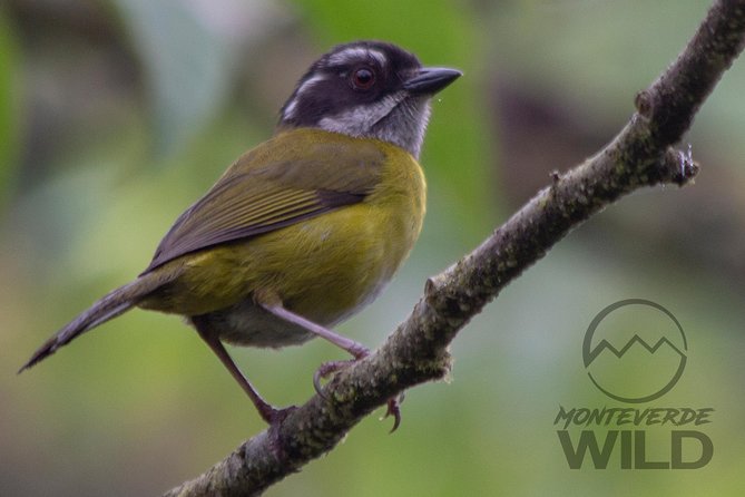 Birdwatching Tour at the Cloud Forest -Monteverde Wild- - Tour Inclusions