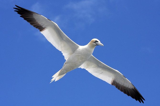 Blasket Island Eco Tour. - Itinerary and Meeting Point