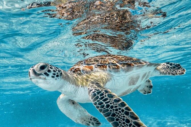 Blue Lagoon Snorkeling With Optional Half Day Sightseeing Tours - Health and Safety Considerations