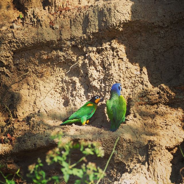 Cachuelas Parrots Claylick, Collpa Cachuela - Meeting Location and Time