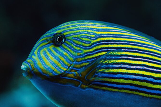 Cairns Aquarium by Twilight Tour and 3-Course Dinner - Dining at Dundees Restaurant