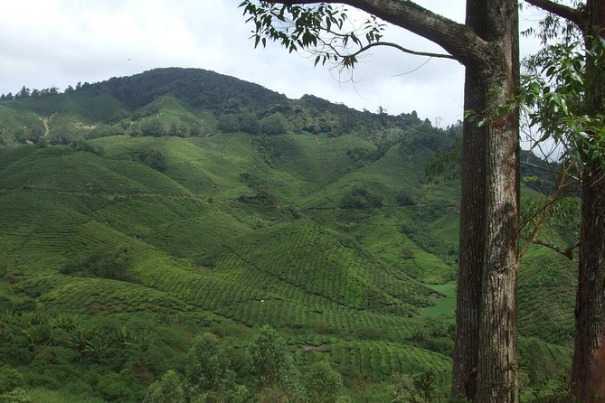 Cameron Highlands Amazing Day Trip Tour With Local Lunch - Customer Reviews