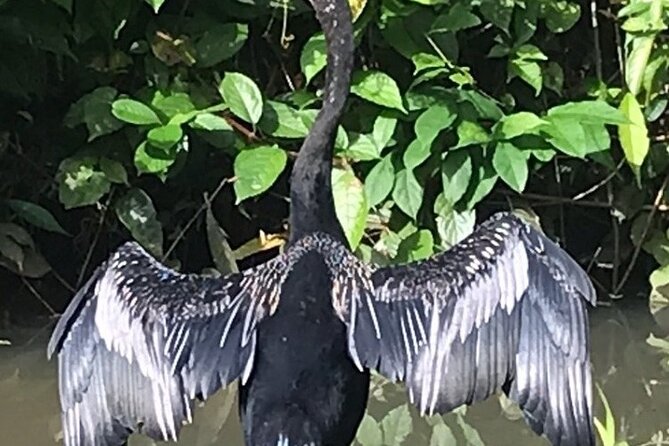 Canoe Tour Through Parque N. Tortuguero in Français, English, Español , Dutch - What to Expect