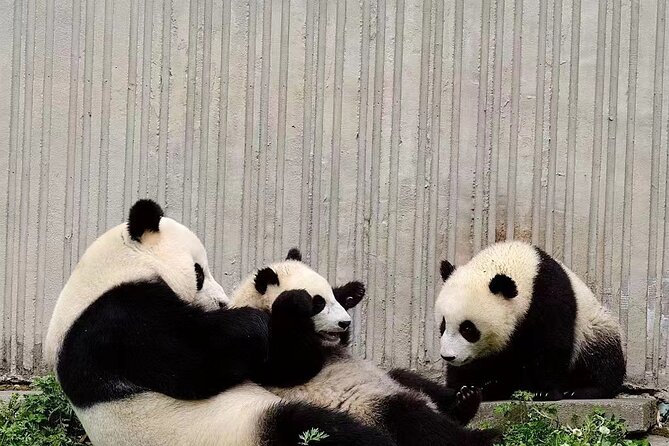 Chengdu Giant Panda Breeding Research Base Ticket - Tour Experience Highlights