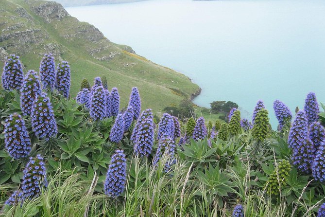 Christchurch Coastal Hiking Tour - Recommended Gear