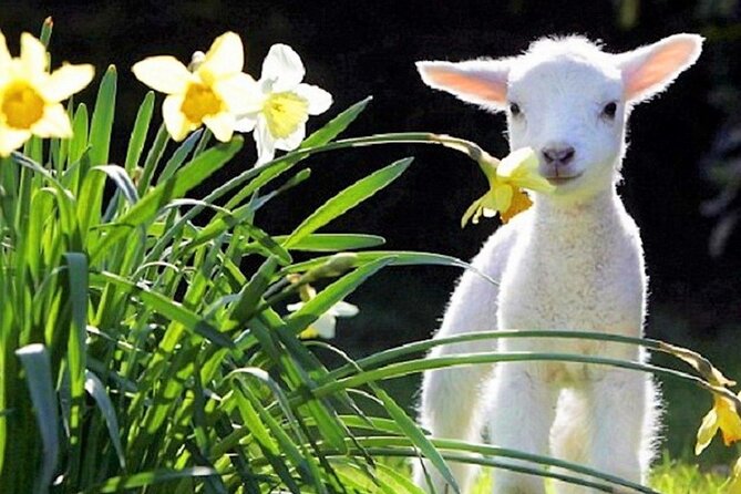 Christchurch Sheep Farm Visit - Whats Included in the Tour