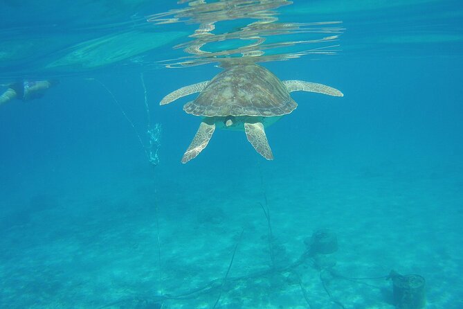 Curacao Sea Turtle Swim and West Side Natural Highlights - Accessibility and Requirements