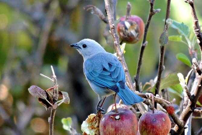 Curi Cancha Birding Tour With Esteban Daily Guided Tours - Booking Information