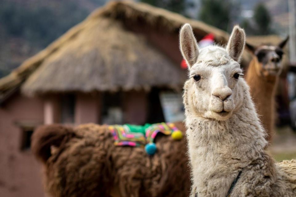 Cusco: Alpaca Therapy + Healing With Clay - Lunch - Private - Personal Transformation Journey