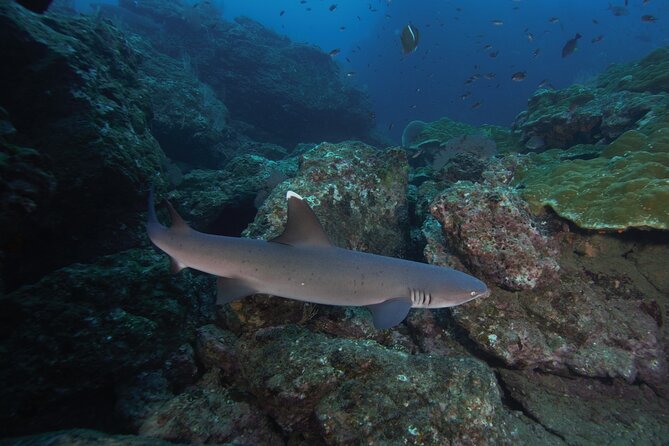 Diving Tour in Isla Del Caño for Certified Divers - Booking Process and Pricing