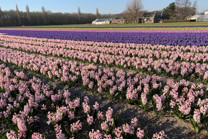 Enjoy the Tulip Fields by Bicycle With a Local Guide! Tulip Bike Tour! - Tour Experience Highlights