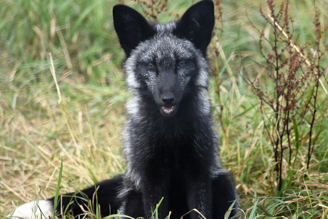 Fox Encounter for 2 People and Park Entry - Visitor Reviews