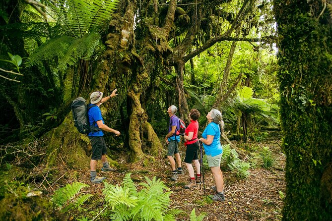 Fox Glacier Nature Tour - Stunning Scenery and Insights